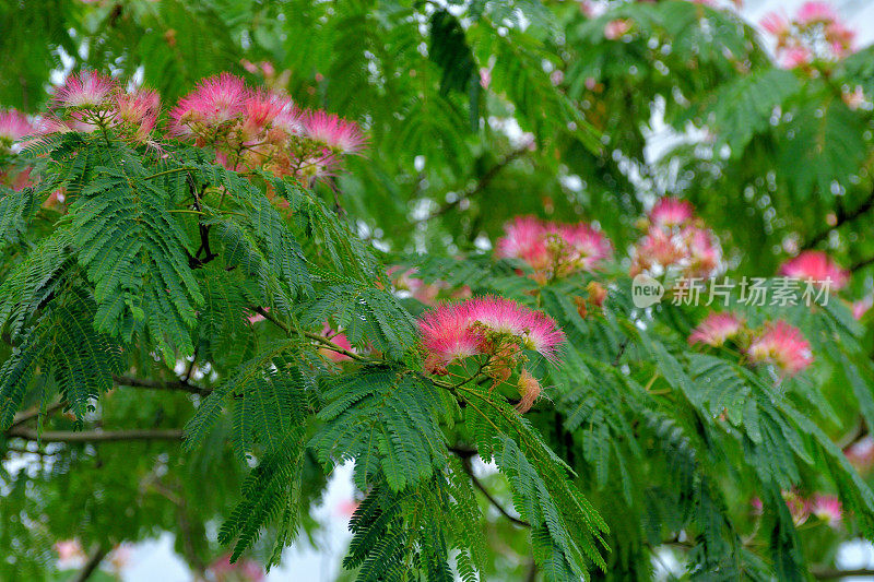 合欢/丝树花:蓬松，粉红色，粉扑花头